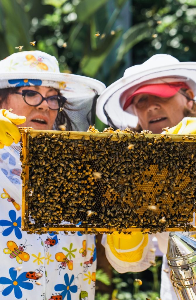 beekeeper-controlling-beehive-and-comb-frame.jpg